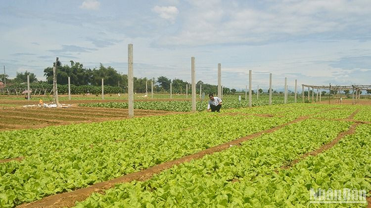 Mô hình sản xuất rau an toàn ở thành phố Quảng Ngãi cho hiệu quả kinh tế cao.