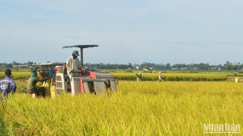 Năm 2024, sản xuất nông nghiệp của tỉnh Quảng Ngãi giành được nhiều thắng lợi. Năng suất lúa bình quân toàn tỉnh ước đạt 61 tạ/ha, sản lượng ước đạt 453.286 tấn.