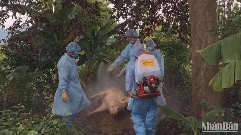 Dịch tả lợn châu Phi gây thiệt hại nặng cho người chăn nuôi ở Quảng Ngãi.