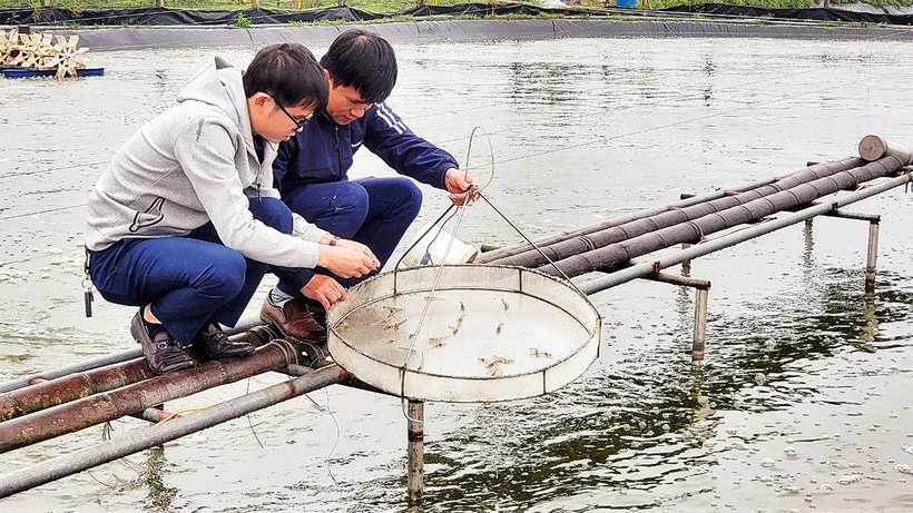 Mô hình nuôi tôm 3 giai đoạn của Hợp tác xã Hà Hoàng, thành phố Hà Tĩnh, tỉnh Hà Tĩnh.