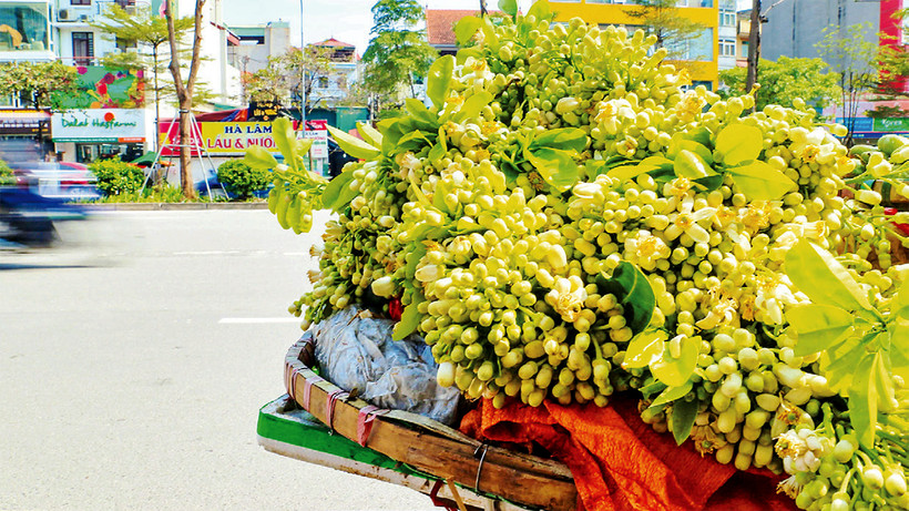 Hương hoa bưởi nồng nàn trên các con đường, góc phố Hà Nội mỗi độ xuân về. (Ảnh HOÀNG HIẾU)