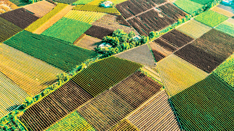 Những cánh đồng khoai mỡ bạt ngàn tại huyện Tân Phước. (Ảnh T.Lâm)