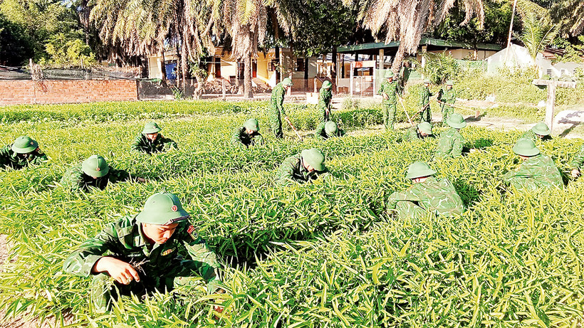 Bộ đội chăm sóc vườn rau sau giờ huấn luyện.