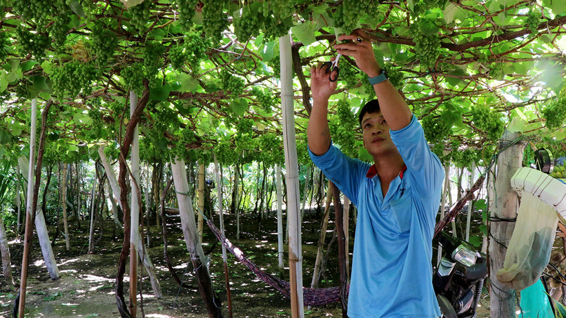 Vườn nho của người dân xã Vĩnh Hải, huyện Ninh Hải (Ninh Thuận) được ứng dụng công nghệ tưới nước tiết kiệm. 