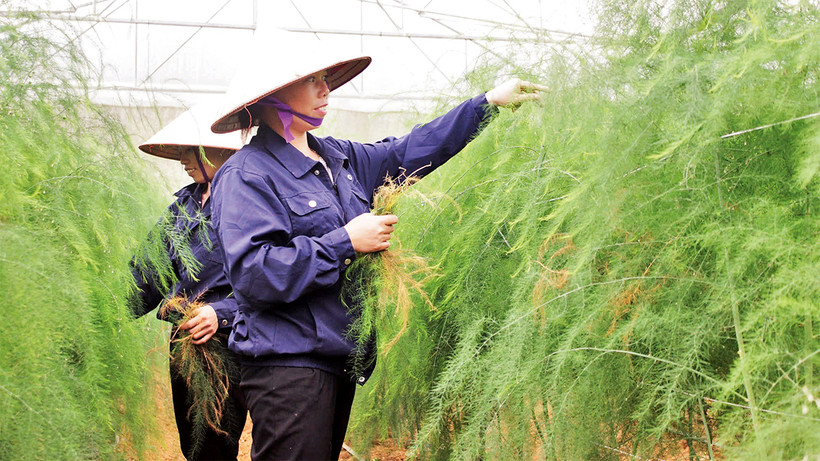 Vườn măng tây của Công ty TNHH Trọng Nghĩa. 