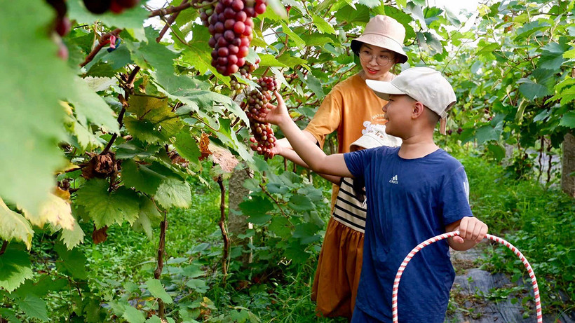 Khách du lịch trải nghiệm hái nho tại trang trại du lịch sinh thái ở xã Vĩnh Ngọc, huyện Ðông Anh, Hà Nội. (Ảnh GIANG NAM)