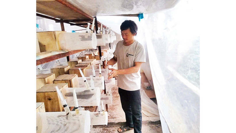 Cơ sở nuôi ong của anh Vù A Các ở thôn Bản Lầu, xã Trịnh Tường, huyện Bát Xát (Lào Cai).