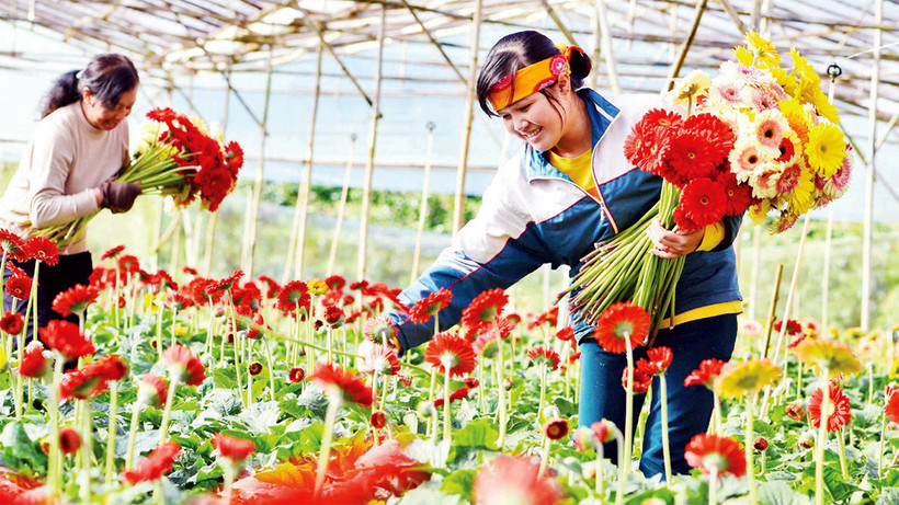 Ðà Lạt, thành phố ngàn hoa quanh năm khoe sắc.
