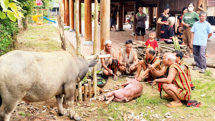 Thầy cúng và già làng tiến hành nghi thức cúng.