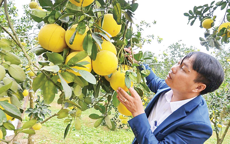 Cây bưởi giống đường La Tinh. (Ảnh HƯƠNG ĐỨC)