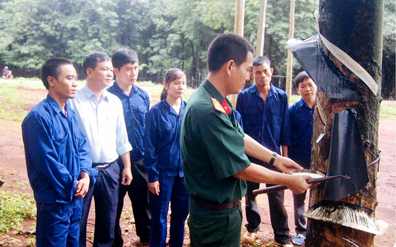 Cán bộ Công ty 75 hướng dẫn người dân địa phương cạo mủ cao-su.