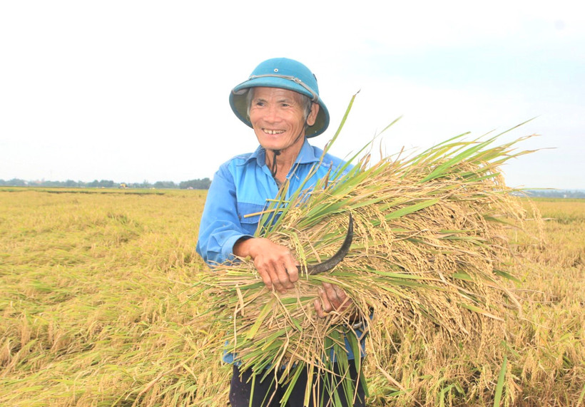 Niềm vui được mùa lúa mới. (Ảnh: Thu Hương)
