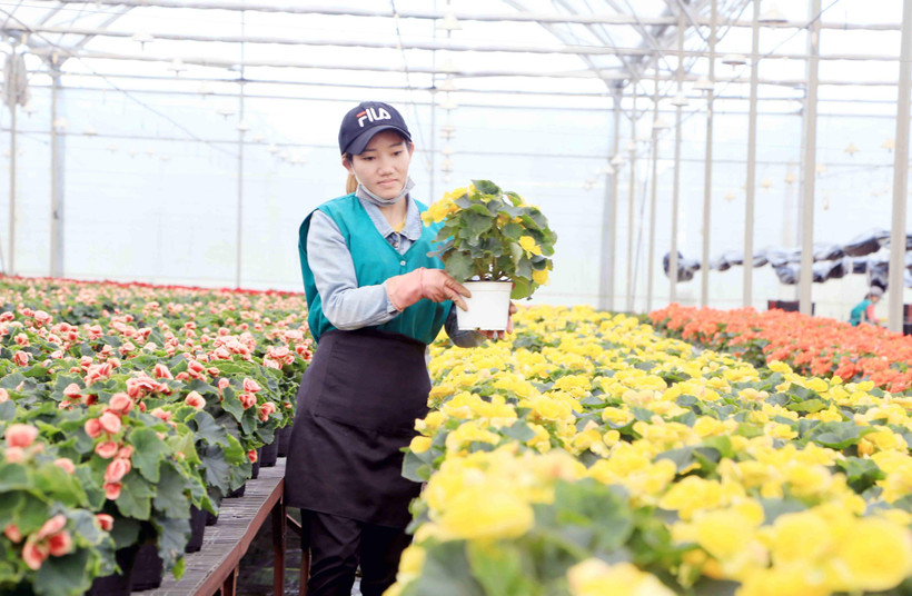 Nhiều doanh nghiệp ứng dụng công nghệ sinh học trong sản xuất giá thể trồng hoa.