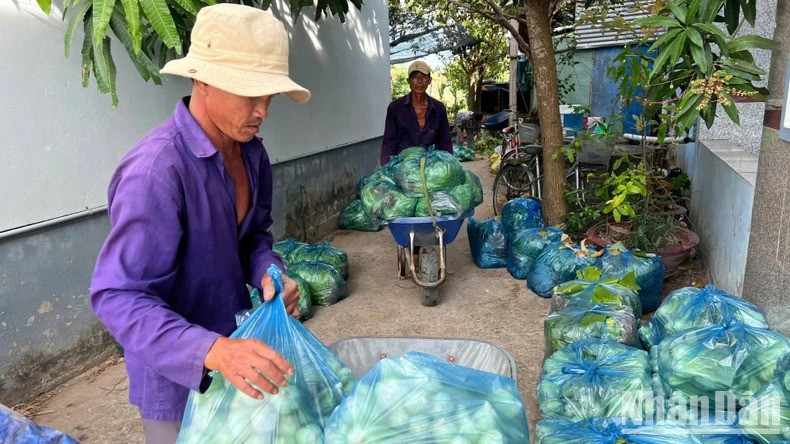 Nông dân xã Tân Thủy (huyện Ba Tri, tỉnh Bến Tre) chuyển rau ra điểm tập kết để Hội Nông dân kết nối các đơn vị tiêu thụ giúp. (Ảnh: HOÀNG TRUNG)