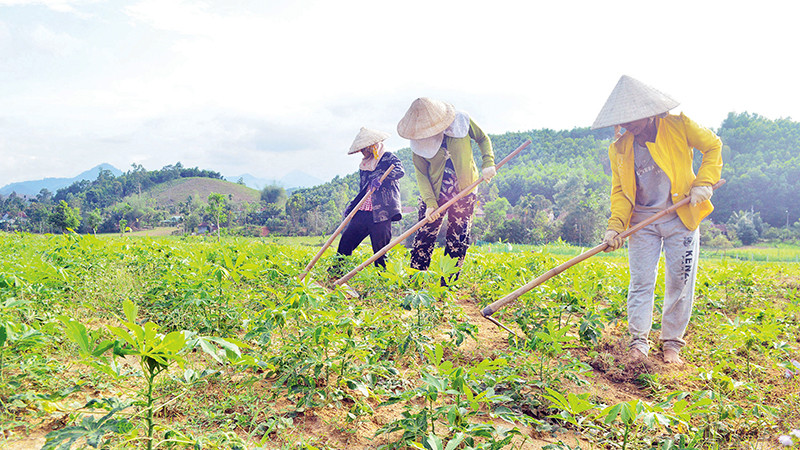 Người nghèo huyện miền núi Sơn Hà nỗ lực sản xuất vươn lên thoát nghèo.