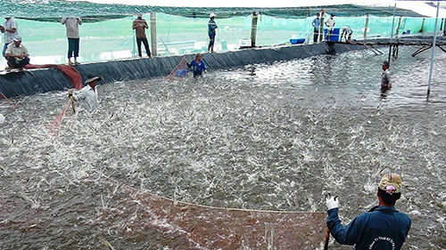 Thu hoạch tôm tại huyện Đầm Dơi, tỉnh Cà Mau.