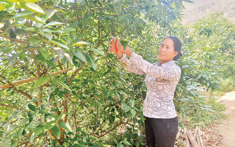 Nông dân Nguyễn Hồng Minh, phường Sông Bằng, thành phố Cao Bằng (Cao Bằng) chăm sóc cây bưởi da xanh tại trang trại của gia đình. 