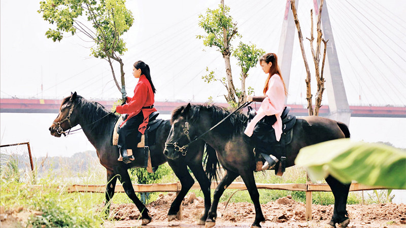 Cưỡi ngựa đang là hoạt động trải nghiệm được nhiều người ưa thích.