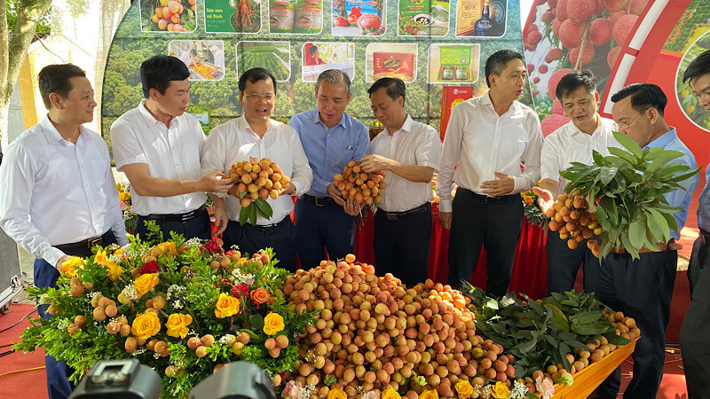 Đại biểu dự hội nghị tham quan gian trưng bày vải thiều chín sớm.