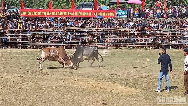 Một trận chọi bò kịch tính, cân tài, cân sức.
