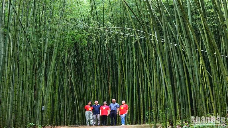 Mát xanh rừng trúc bản Phường, xã Thành Công, huyện Nguyên Bình, tỉnh Cao Bằng.