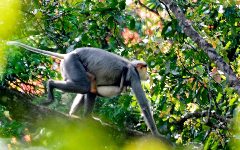 Cá thể chà vá chân xám tại rừng phòng hộ Ba Tơ (Quảng Ngãi). (Ảnh Trung tâm GreenViet)