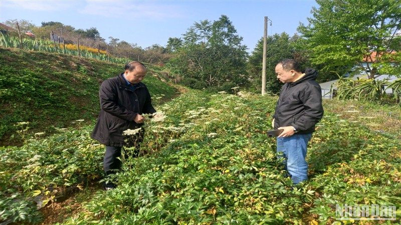 Cây đương quy sinh trưởng, phát triển tốt tại xã Thành Công, huyện Nguyên Bình, tỉnh Cao Bằng.