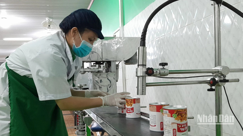 Áp dụng công nghệ hiện đại trong chế biến hạt điều tại Bình Phước. Ảnh: NHẤT SƠN