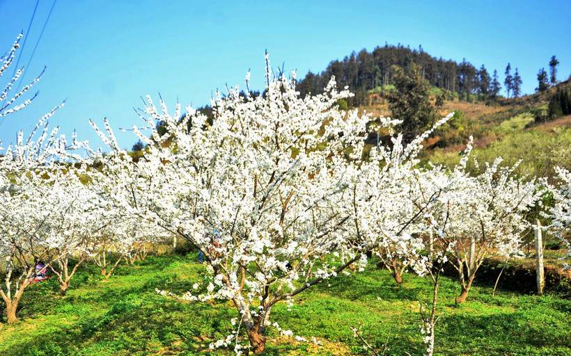 Hoa nở rộ trong những vườn mận, hoa vương mình trên những sườn đồi.
