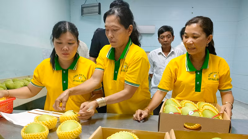 Sơ chế xoài xuất khẩu tại Công ty TNHH Kim Nhung, thành phố Cao Lãnh, tỉnh Đồng Tháp. (Ảnh Hữu Nghĩa)