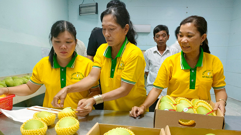 Sơ chế xoài xuất khẩu tại Công ty TNHH Kim Nhung, thành phố Cao Lãnh, tỉnh Đồng Tháp. (Ảnh Hữu Nghĩa)
