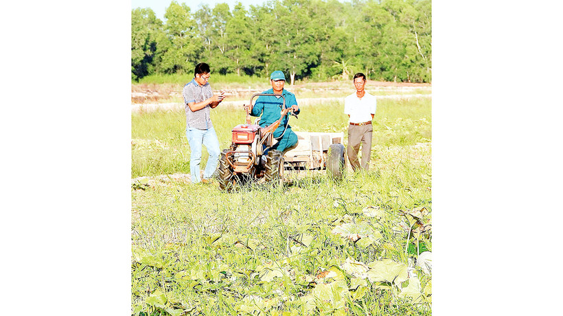 Nông dân vùng ngọt huyện Trần Văn Thời được khuyến cáo trồng rau màu thay vì trồng lúa vụ 3.