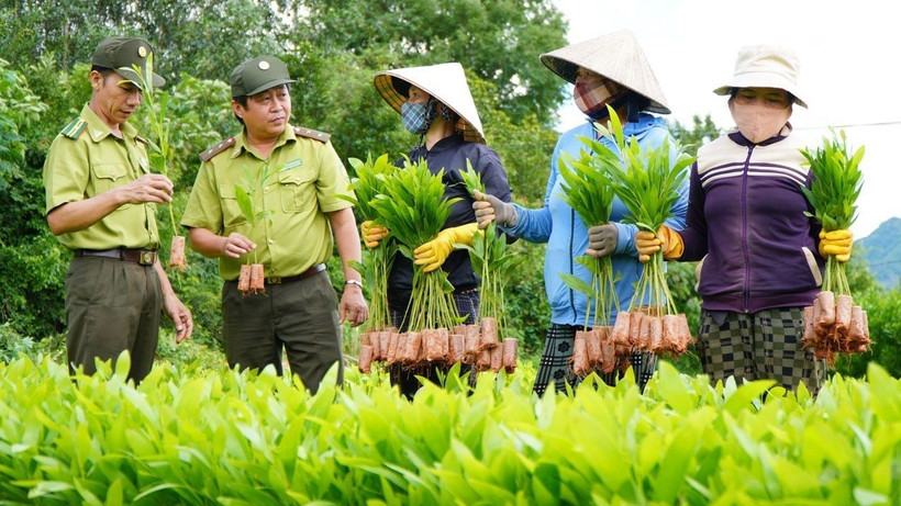 Cán bộ Chi cục Kiểm lâm tỉnh Phú Yên hướng dẫn người dân kiểm tra chất lượng cây giống trước khi trồng rừng. (Ảnh TTXVN)