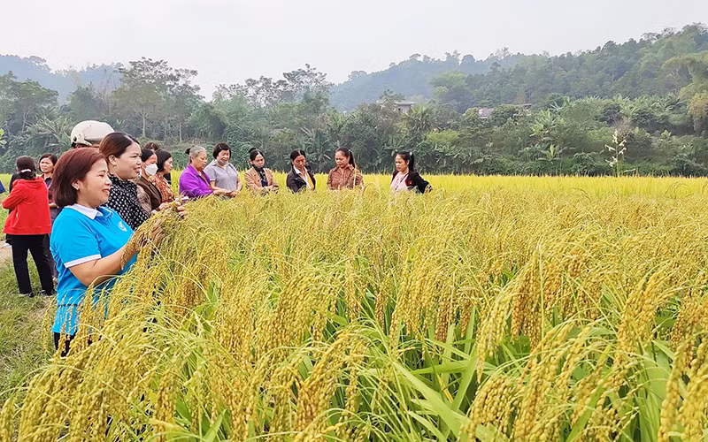 Huyện ủy Bạch Thông luôn nỗ lực tìm giải pháp phát triển kinh tế. (Trong ảnh: Mô hình trồng lúa hữu cơ cho năng suất cao được huyện triển khai hiệu quả). (Ảnh THU TRANG)