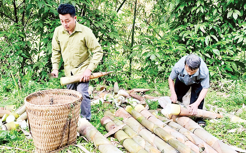 Anh Sổng A Cảnh, bản Khuôn Bổ, xã Hồng Ca, huyện Trấn Yên thu hoạch măng tươi.