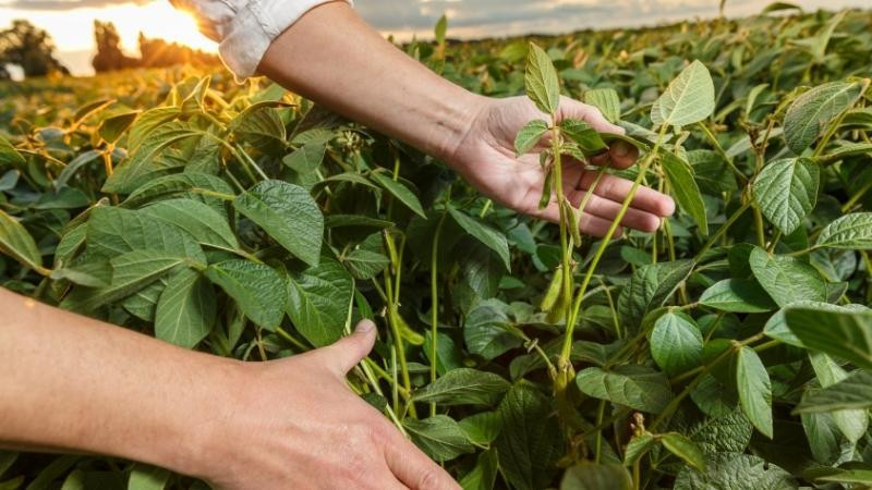  Giá nông sản và kim loại lấy lại đà tăng