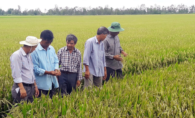 Cán bộ nông nghiệp phố biến kiến thức, kỹ thuật canh tác tiên tiên cho nông dân.