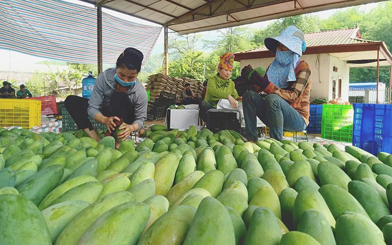 Sản phẩm xoài của Sơn La đã xuất khẩu được ra nhiều nước trên thế giới.