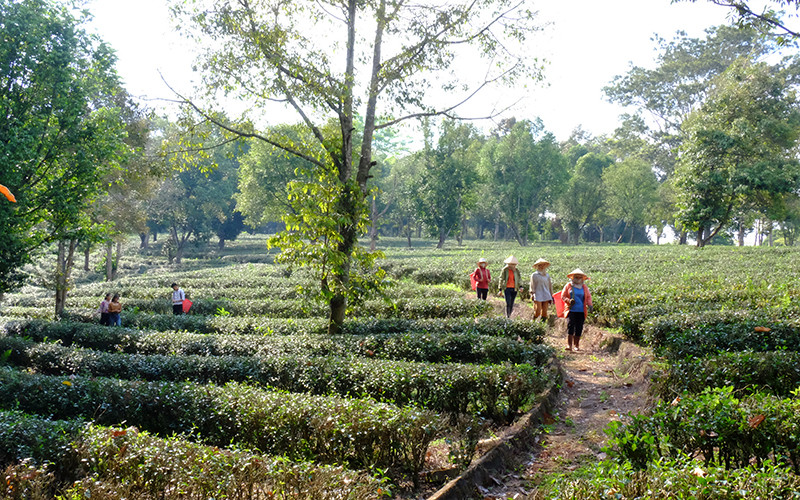 Chè ô long, một sản phẩm OCOP của xã Long Hưng, huyện Phú Riềng, tỉnh Bình Phước. 