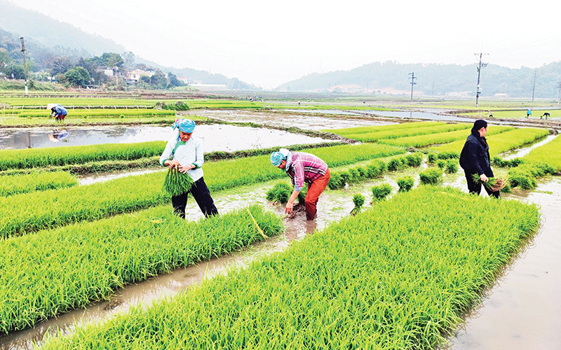 Nông dân một số địa phương gieo mạ sớm tiến hành cấy lúa xuân. (Ảnh VIẾT VINH)