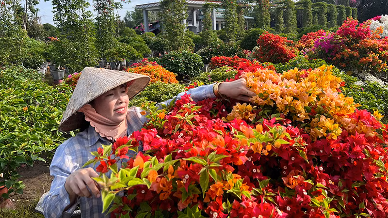 Người dân làng hoa giấy Lân Đông, xã Phú Sơn chăm sóc hoa giấy chuẩn bị bán dịp Tết.