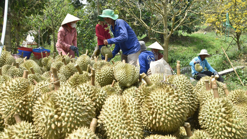 Nhờ chuyển đổi sang trồng sầu riêng, nhiều nông dân ở Tiền Giang đã vươn lên làm giàu.