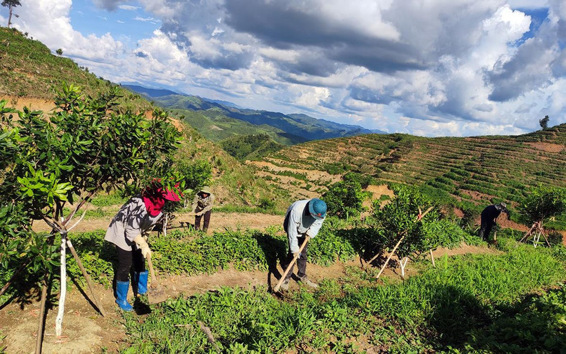 Công nhân Công ty Mắc-ca Mường Then chăm sóc vườn cây tại xã Phu Luông, huyện Điện Biên.