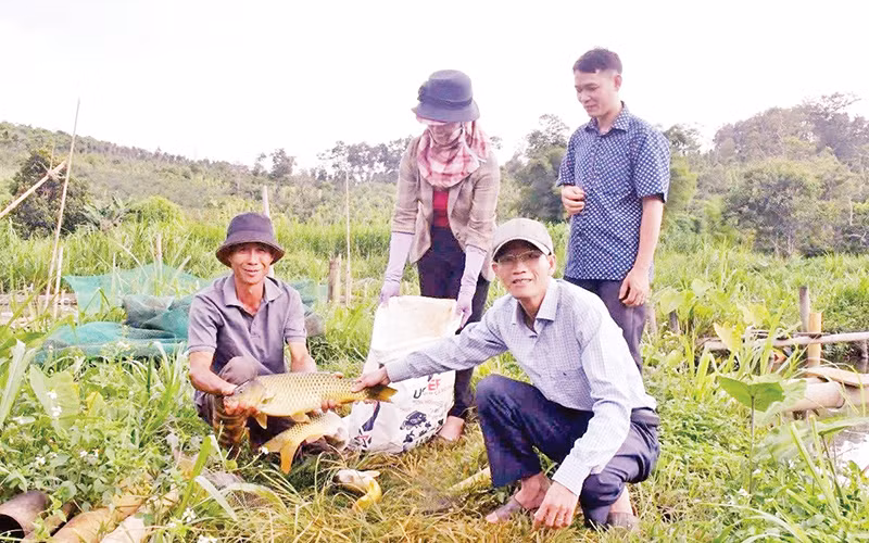 Mô hình nuôi cá chép giòn của gia đình ông Đinh Văn Điệp thu lãi 400 triệu đồng mỗi năm.