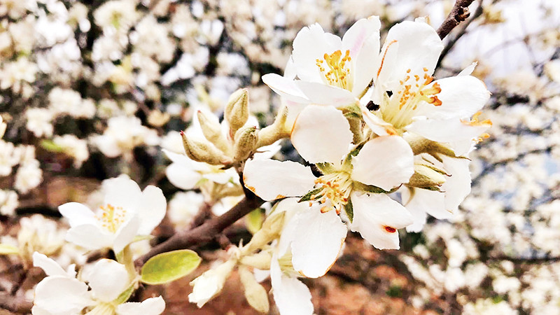 Vẻ đẹp giản dị nhưng quyến rũ của hoa sơn tra.