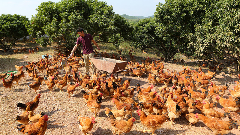 Ảnh minh họa: Thành Đạt