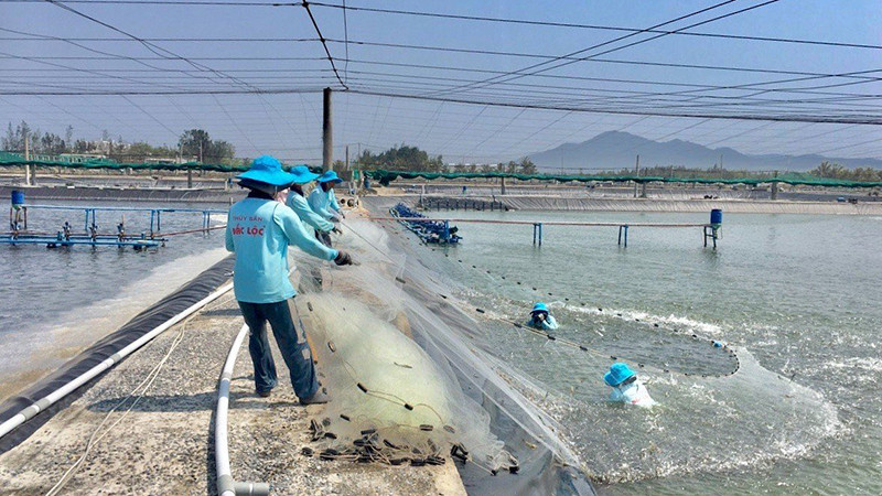 Thu hoạch tôm nuôi công nghệ cao tại Công ty TNHH thủy sản Đắc Lộc (Phú Yên).