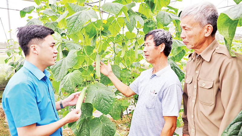 Mô hình sản xuất nông nghiệp an toàn của gia đình ông Nguyễn Công Thuật ở thôn Đại Giáp, xã Đại Lâm (huyện Lạng Giang, Bắc Giang).