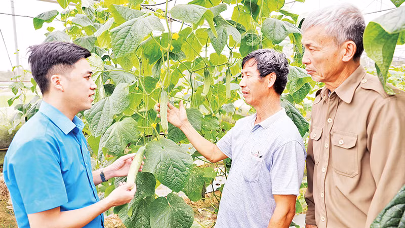 Mô hình sản xuất nông nghiệp an toàn của gia đình ông Nguyễn Công Thuật ở thôn Đại Giáp, xã Đại Lâm (huyện Lạng Giang, Bắc Giang).
