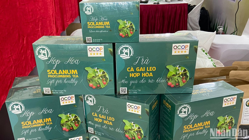 Trà cà gai leo Hợp Hòa, Tuyên Quang, sản phẩm OCOP 4 sao. (Ảnh: NGỌC KHÁNH)